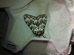 Black Arches (Lymantria monacha)
