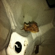 Coxcomb Prominent (Ptilodon capucina)