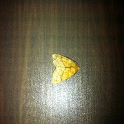 Orange Sallow (Tiliacea citrago)