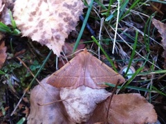 Feathered Thorn (Colotois pennaria)