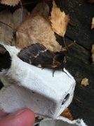 December Moth (Poecilocampa populi)