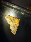 Feathered Thorn (Colotois pennaria)
