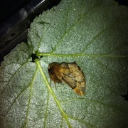 Plumed Prominent (Ptilophora plumigera)