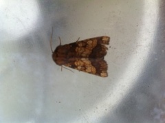 Frosted Orange (Gortyna flavago)