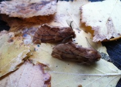 Plumed Prominent (Ptilophora plumigera)