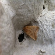 Yellow-line Quaker (Agrochola macilenta)