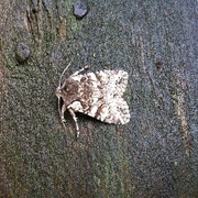 Softly's Shoulder-knot (Lithophane consocia)