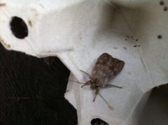 Brunt kappefly (Lithophane socia)