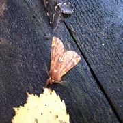 Plumed Prominent (Ptilophora plumigera)