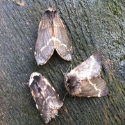 December Moth (Poecilocampa populi)