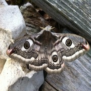 Emperor Moth (Saturnia pavonia)