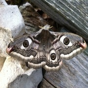 Nattpåfugløye (Saturnia pavonia)