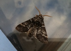 Lys eiketannspinner (Drymonia ruficornis)