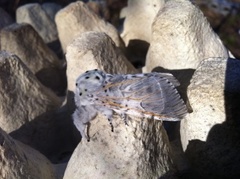 Puss Moth (Cerura vinula)