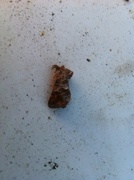 Small Chocolate-tip (Clostera pigra)