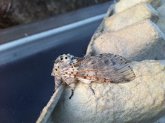 Puss Moth (Cerura vinula)