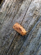 Dotted Chestnut (Conistra rubiginea)