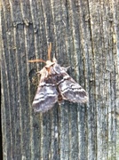 Lys eiketannspinner (Drymonia ruficornis)