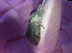 Puss Moth (Cerura vinula)