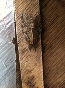 Great Prominent (Peridea anceps)