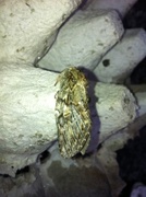 Great Prominent (Peridea anceps)