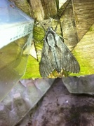 Pine Hawk-moth (Sphinx pinastri)