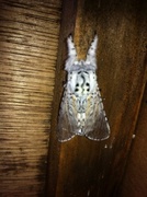 Puss Moth (Cerura vinula)