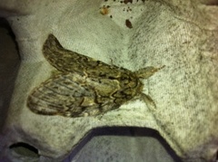 Great Prominent (Peridea anceps)