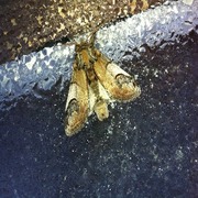 Pebble Prominent (Notodonta ziczac)