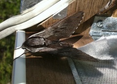 Pine Hawk-moth (Sphinx pinastri)