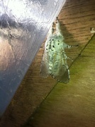 Puss Moth (Cerura vinula)