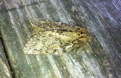 Great Prominent (Peridea anceps)