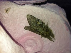 Great Prominent (Peridea anceps)