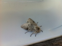 Hvitt kveldfly (Acronicta leporina)