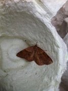 Barred Umber (Plagodis pulveraria)