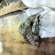 Pine Hawk-moth (Sphinx pinastri)