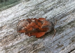 Small Lappet (Phyllodesma ilicifolia)
