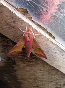Small Elephant Hawk-moth (Deilephila porcellus)