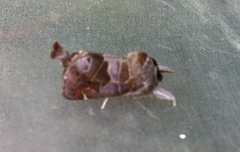 Small Chocolate-tip (Clostera pigra)