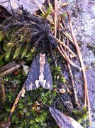 Bird's Wing (Dypterygia scabriuscula)