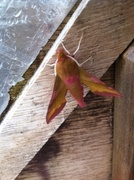 Small Elephant Hawk-moth (Deilephila porcellus)