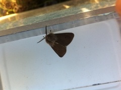 Muslin Moth (Diaphora mendica)