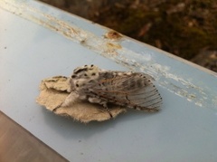 Puss Moth (Cerura vinula)