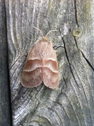Fox Moth (Macrothylacia rubi)