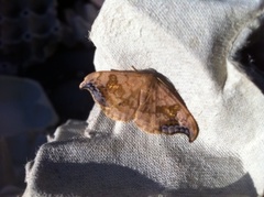 Scarce Hook-tip (Sabra harpagula)