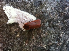 Ruby Tiger (Phragmatobia fuliginosa)