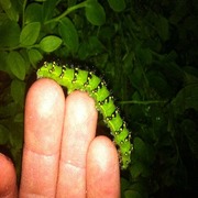 Nattpåfugløye (Saturnia pavonia)