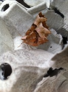 Flikmånemåler (Selenia lunularia)