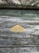 Olive Crescent (Trisateles emortualis)
