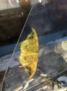 Scarce Hook-tip (Sabra harpagula)